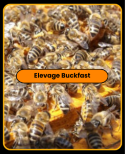 Abeilles dans une ruche avec le texte "Elevage Buckfast"